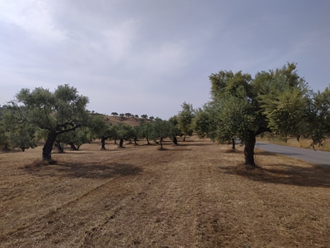 Κροκεές – Πωλείται κτήμα 110 στρ.