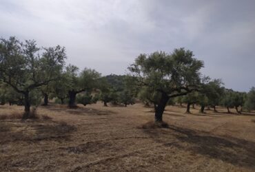 Κροκεές – Πωλείται κτήμα 110 στρ.