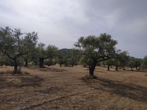 Κροκεές – Πωλείται κτήμα 110 στρ.