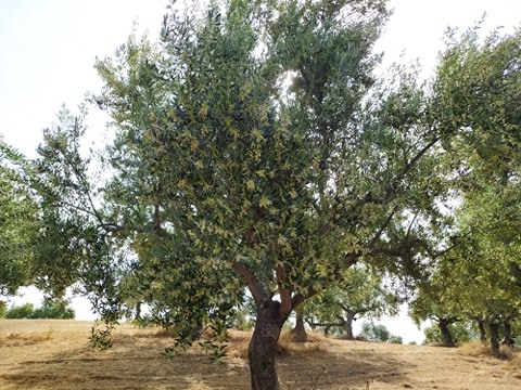 Κροκεές – Πωλείται κτήμα 110 στρ.