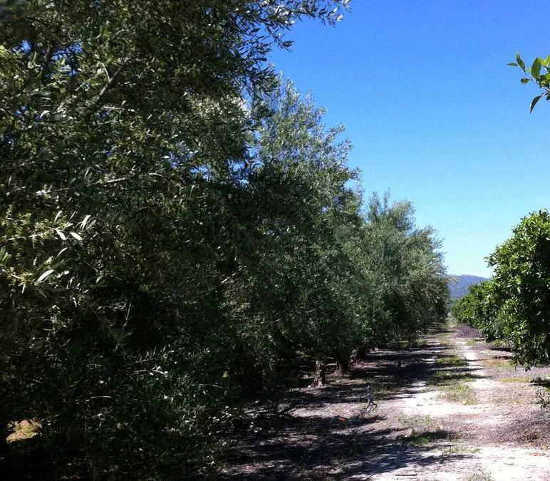 ΣΚΑΛΑ ΛΑΚΩΝΙΑΣ – ΠΩΛΕΙΤΑΙ ΚΤΗΜΑ 20.000 Τ.Μ