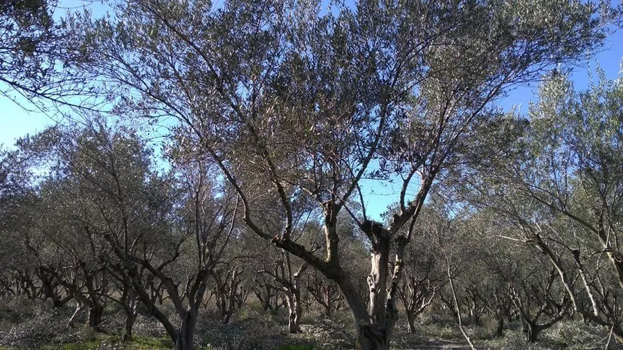 ΣΚΑΛΑ ΛΑΚΩΝΙΑΣ – ΠΩΛΕΙΤΑΙ ΚΤΗΜΑ 20.000 Τ.Μ