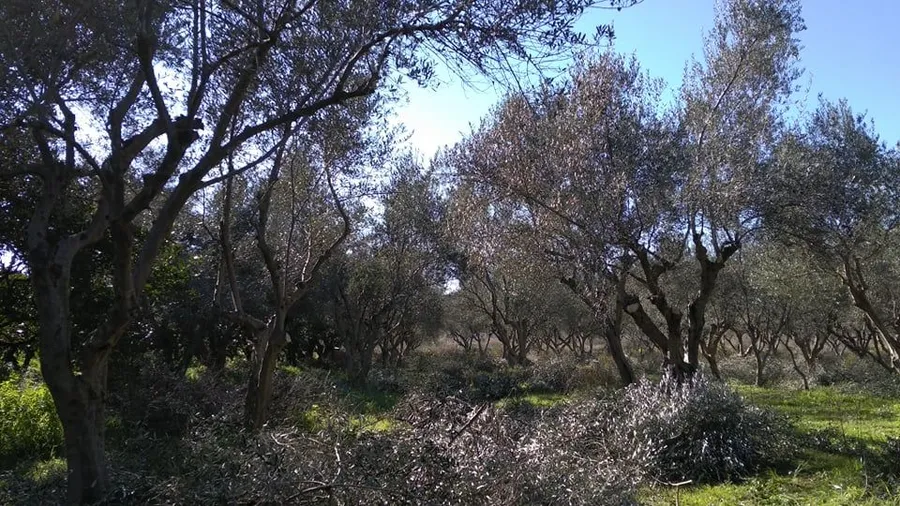 ΣΚΑΛΑ ΛΑΚΩΝΙΑΣ – ΠΩΛΕΙΤΑΙ ΚΤΗΜΑ 20.000 Τ.Μ