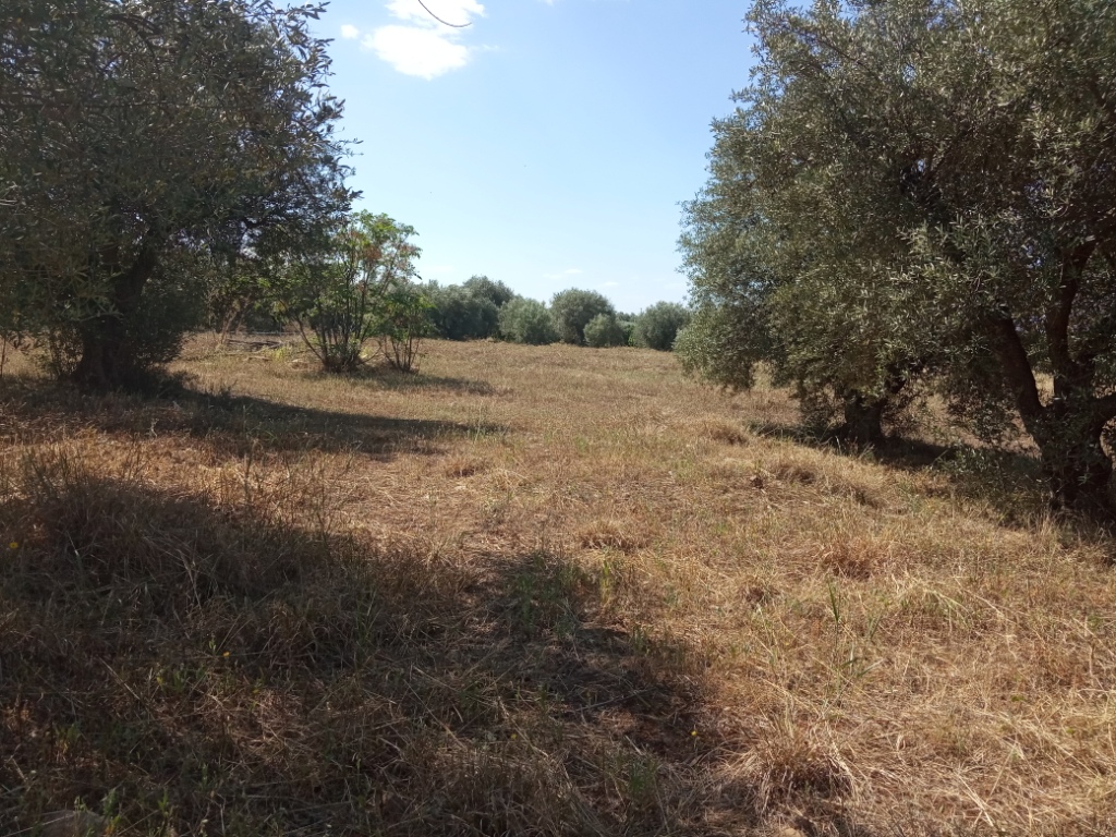 Γλυκόβρυση Λακωνίας, πωλείται οικοπεδική 4.557 τ.μ.