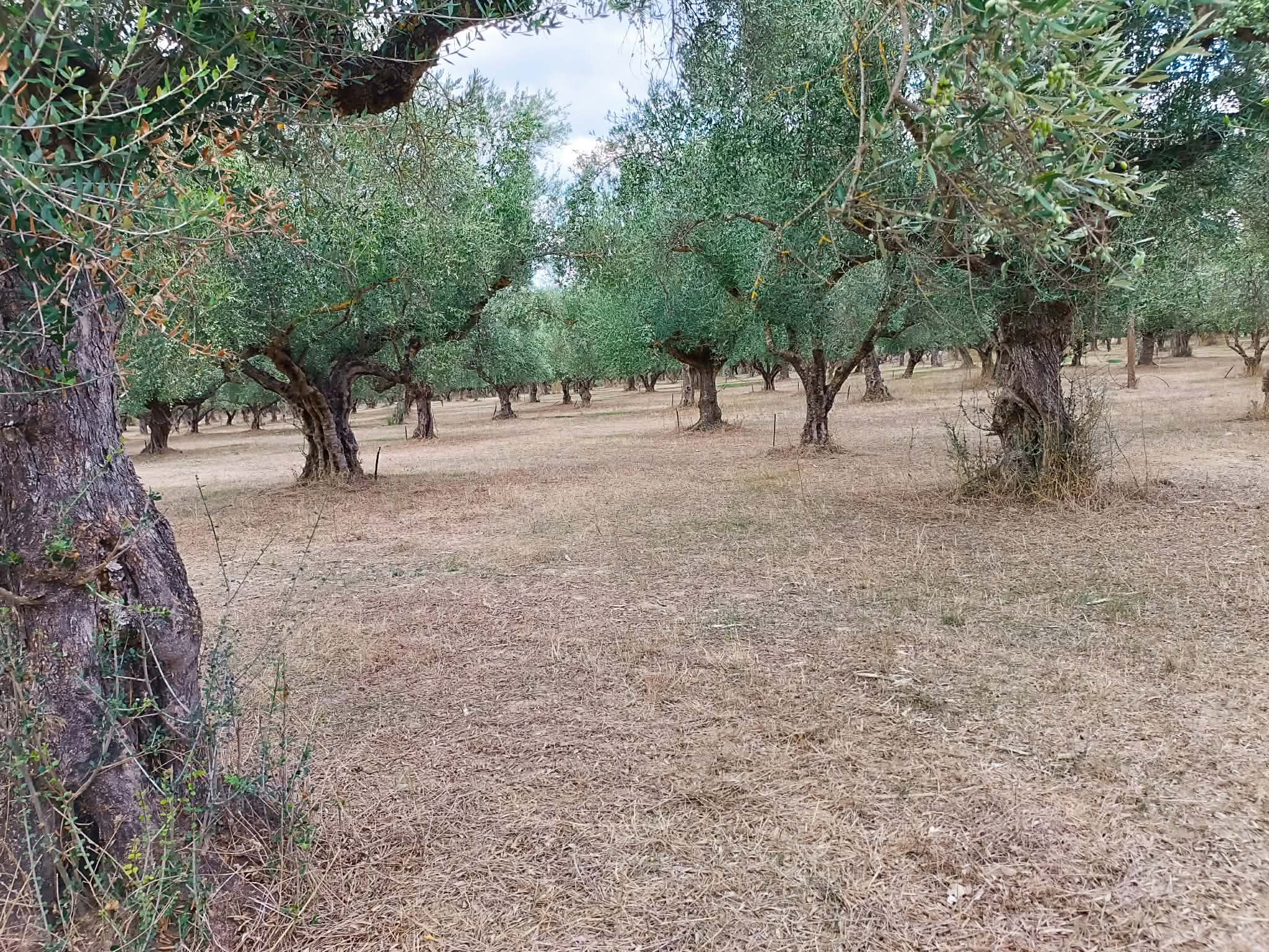 Σπάρτη, πωλείται κτήμα 36 στρ. με πέτρινη οικία