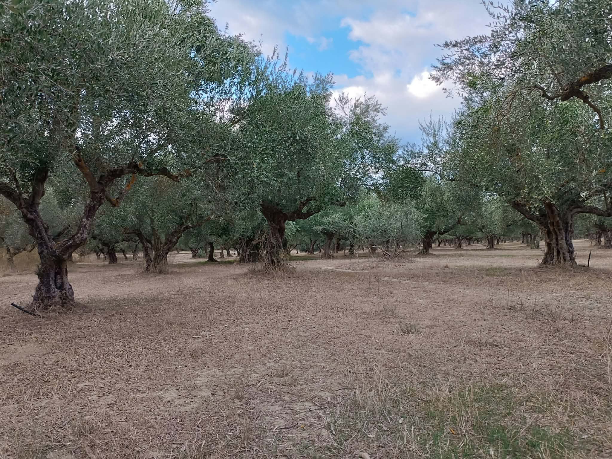 Σπάρτη, πωλείται κτήμα 36 στρ. με πέτρινη οικία