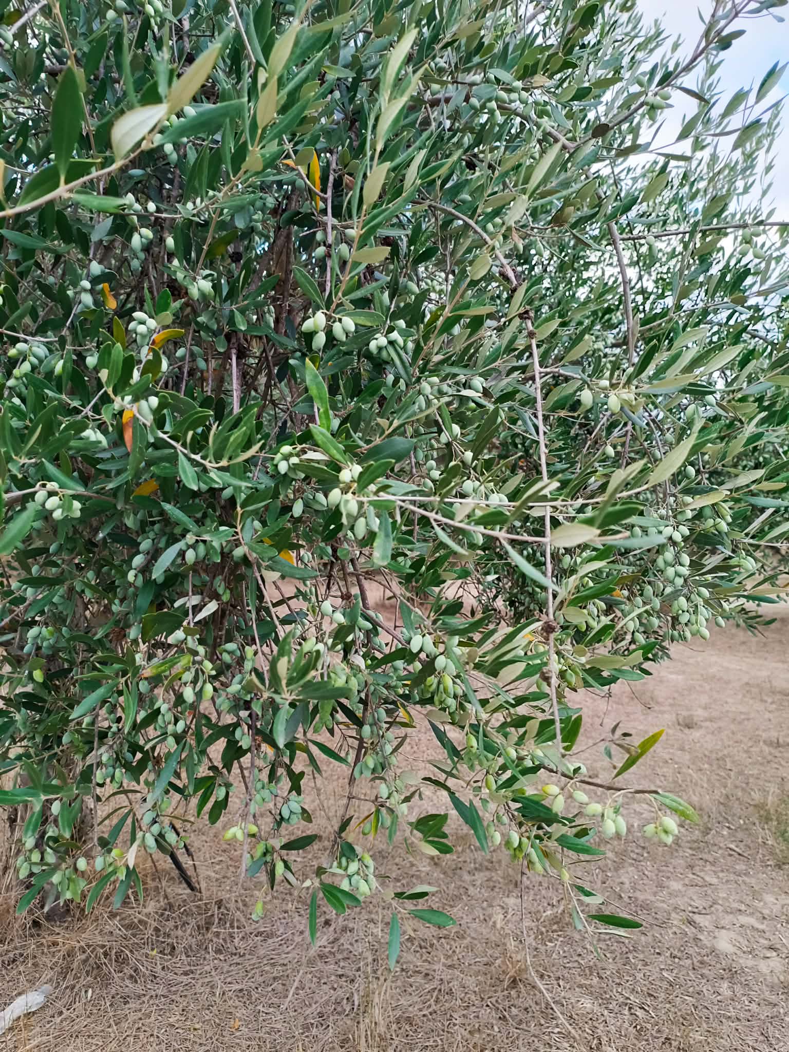 Σπάρτη, πωλείται κτήμα 36 στρ. με πέτρινη οικία