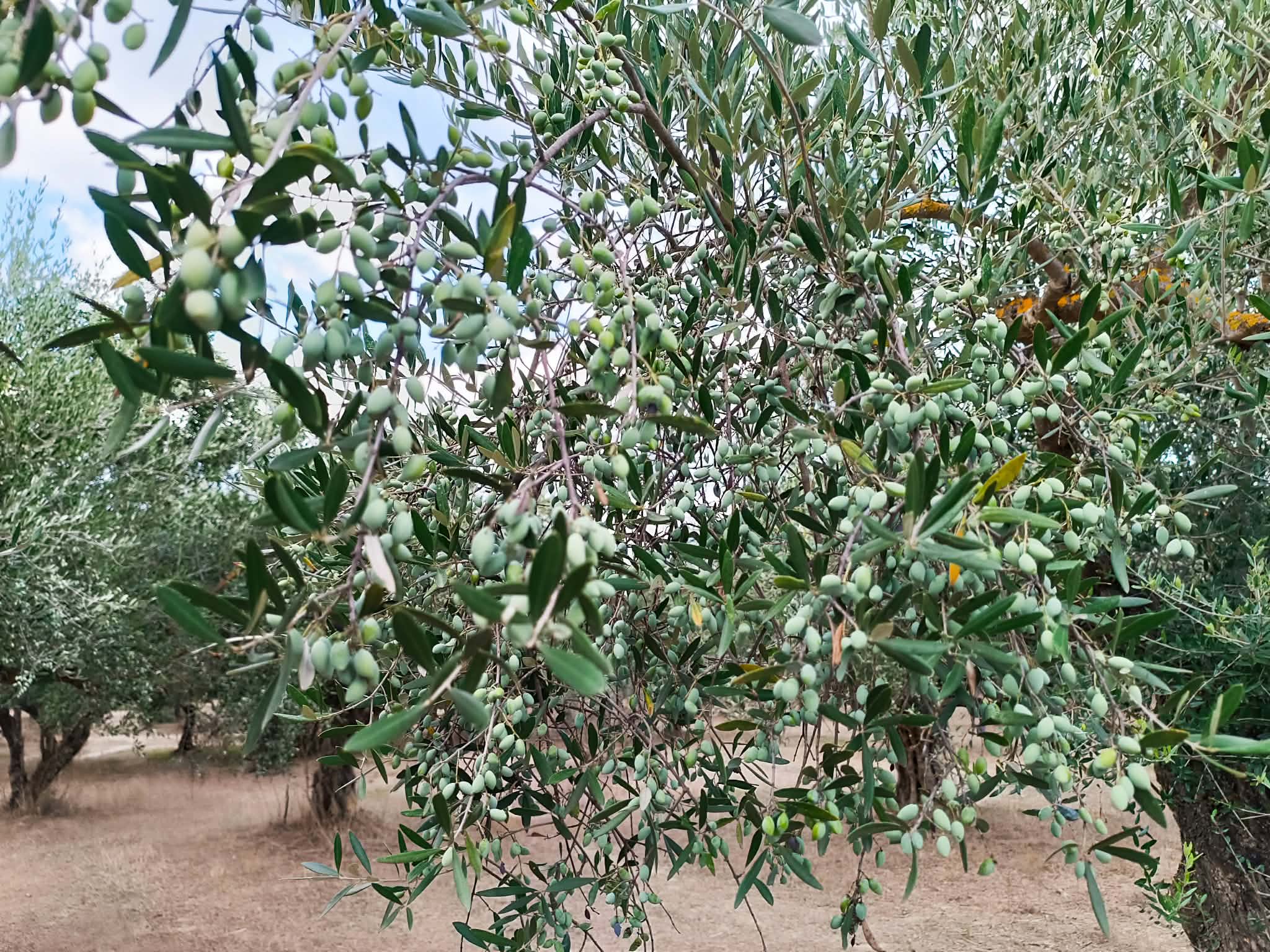 Σπάρτη, πωλείται κτήμα 36 στρ. με πέτρινη οικία