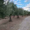 Σπάρτη, πωλείται κτήμα 36 στρ. με πέτρινη οικία