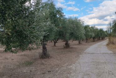 Σπάρτη, πωλείται κτήμα 36 στρ. με πέτρινη οικία