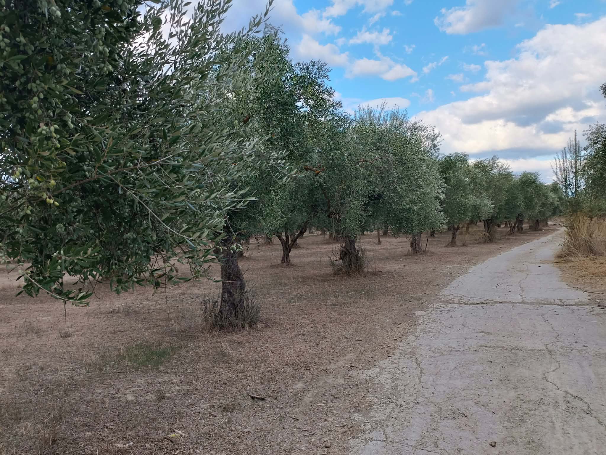 Σπάρτη, πωλείται κτήμα 36 στρ. με πέτρινη οικία